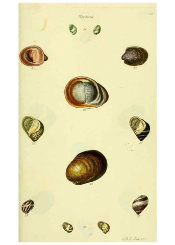 Reproducción/Reproduction 5978502008: The conchological illustrations or, Coloured figures of all the hitherto unfigured recent shells London :[s.n.] ;1832