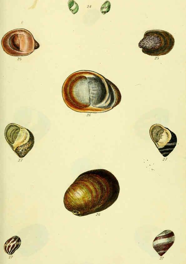 Reproducción/Reproduction 5978502008: The conchological illustrations or, Coloured figures of all the hitherto unfigured recent shells London :[s.n.] ;1832