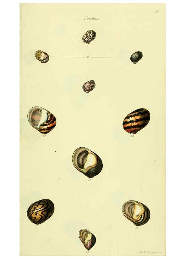 Reproducción/Reproduction 5978502432: The conchological illustrations or, Coloured figures of all the hitherto unfigured recent shells London :[s.n.] ;1832