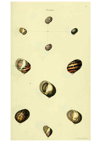 Reproducción/Reproduction 5978502432: The conchological illustrations or, Coloured figures of all the hitherto unfigured recent shells London :[s.n.] ;1832
