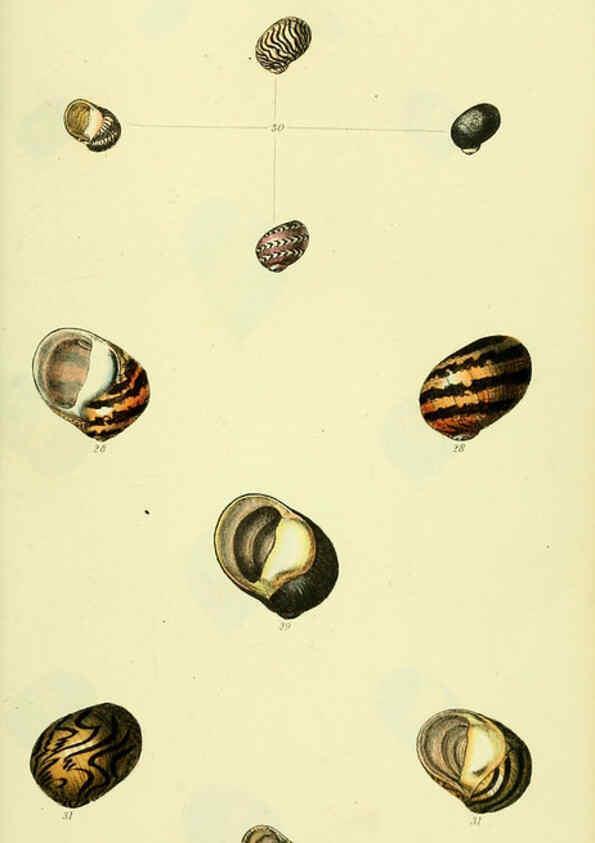Reproducción/Reproduction 5978502432: The conchological illustrations or, Coloured figures of all the hitherto unfigured recent shells London :[s.n.] ;1832