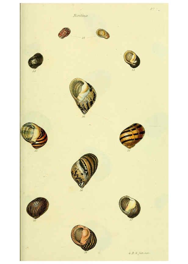 Reproducción/Reproduction 5977944013: The conchological illustrations or, Coloured figures of all the hitherto unfigured recent shells London :[s.n.] ;1832
