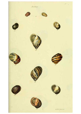 Reproducción/Reproduction 5977944013: The conchological illustrations or, Coloured figures of all the hitherto unfigured recent shells London :[s.n.] ;1832