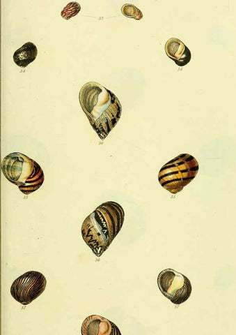 Reproducción/Reproduction 5977944013: The conchological illustrations or, Coloured figures of all the hitherto unfigured recent shells London :[s.n.] ;1832