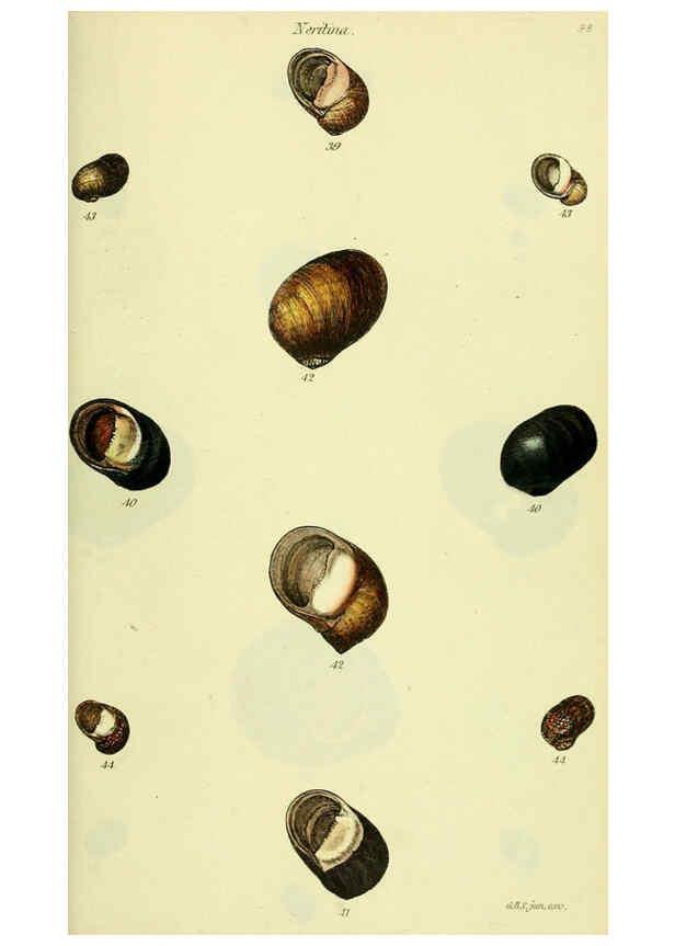 Reproducción/Reproduction 5977944271: The conchological illustrations or, Coloured figures of all the hitherto unfigured recent shells London :[s.n.] ;1832