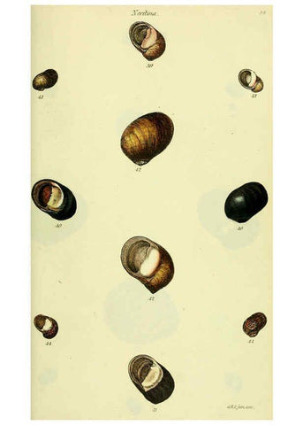 Reproducción/Reproduction 5977944271: The conchological illustrations or, Coloured figures of all the hitherto unfigured recent shells London :[s.n.] ;1832