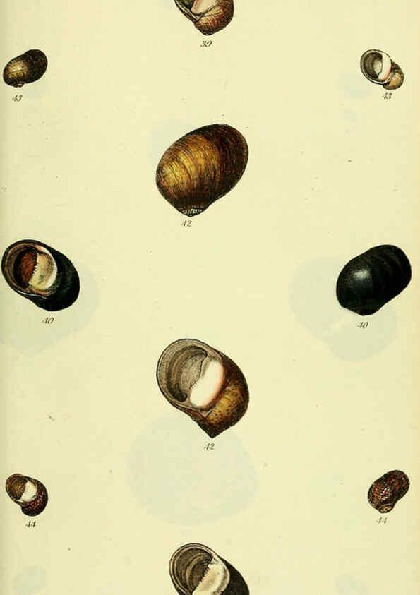Reproducción/Reproduction 5977944271: The conchological illustrations or, Coloured figures of all the hitherto unfigured recent shells London :[s.n.] ;1832