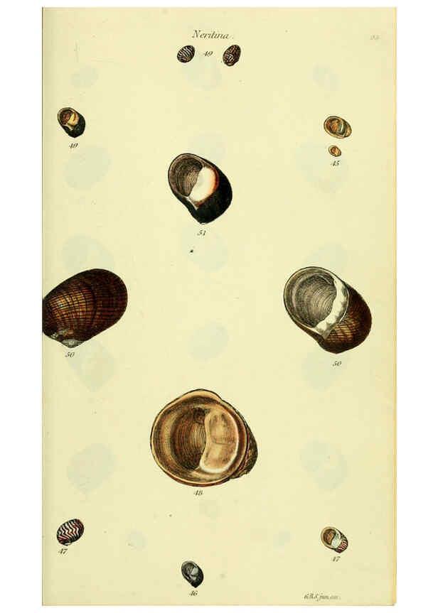 Reproducción/Reproduction 5977944617: The conchological illustrations or, Coloured figures of all the hitherto unfigured recent shells London :[s.n.] ;1832