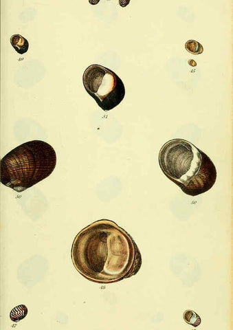 Reproducción/Reproduction 5977944617: The conchological illustrations or, Coloured figures of all the hitherto unfigured recent shells London :[s.n.] ;1832