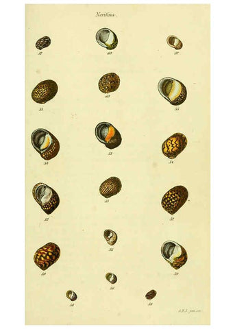 Reproducción/Reproduction 5977945013: The conchological illustrations or, Coloured figures of all the hitherto unfigured recent shells London :[s.n.] ;1832