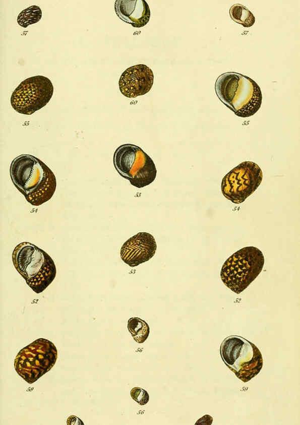Reproducción/Reproduction 5977945013: The conchological illustrations or, Coloured figures of all the hitherto unfigured recent shells London :[s.n.] ;1832