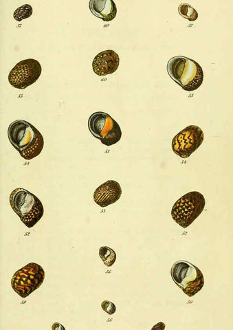 Reproducción/Reproduction 5977945013: The conchological illustrations or, Coloured figures of all the hitherto unfigured recent shells London :[s.n.] ;1832