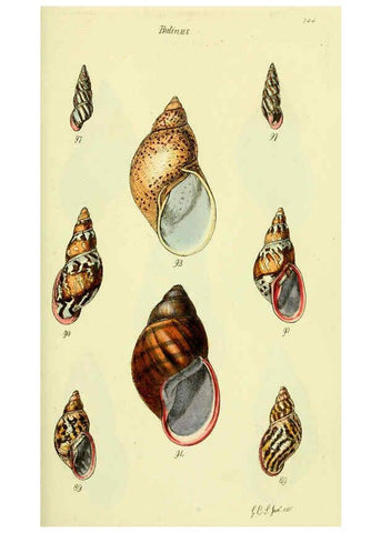 Reproducción/Reproduction 5977937539: The conchological illustrations or, Coloured figures of all the hitherto unfigured recent shells London :[s.n.] ;1832