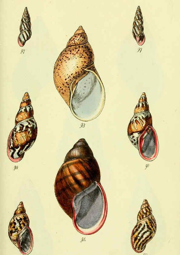 Reproducción/Reproduction 5977937539: The conchological illustrations or, Coloured figures of all the hitherto unfigured recent shells London :[s.n.] ;1832