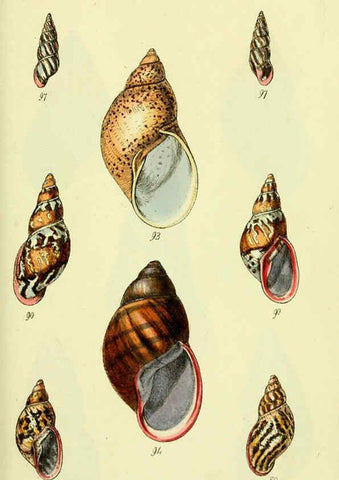 Reproducción/Reproduction 5977937539: The conchological illustrations or, Coloured figures of all the hitherto unfigured recent shells London :[s.n.] ;1832