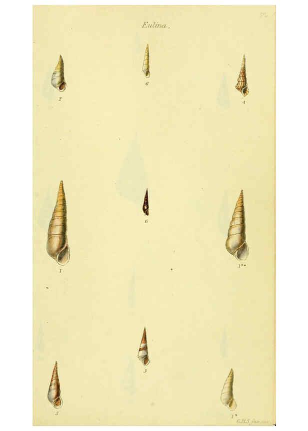 Reproducción/Reproduction 5977945599: The conchological illustrations or, Coloured figures of all the hitherto unfigured recent shells London :[s.n.] ;1832