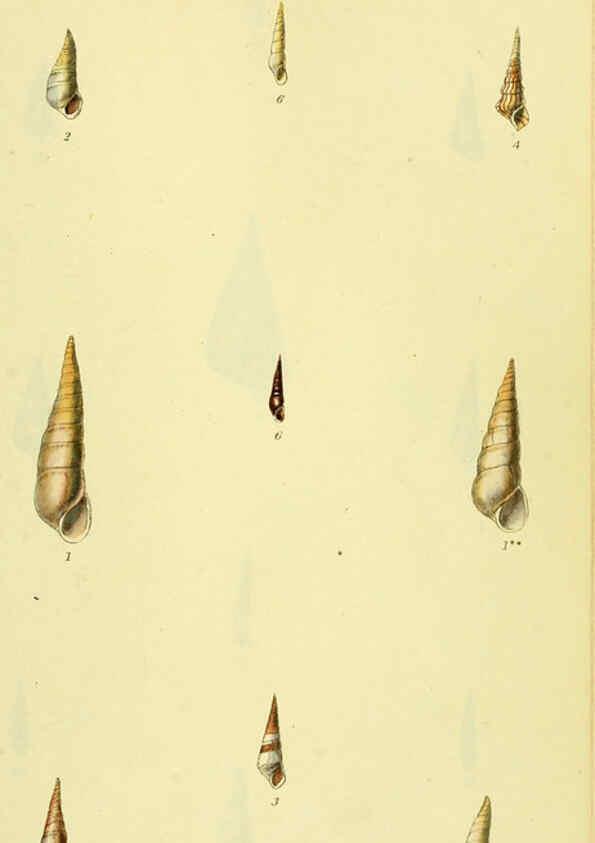 Reproducción/Reproduction 5977945599: The conchological illustrations or, Coloured figures of all the hitherto unfigured recent shells London :[s.n.] ;1832