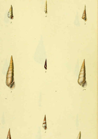 Reproducción/Reproduction 5977945599: The conchological illustrations or, Coloured figures of all the hitherto unfigured recent shells London :[s.n.] ;1832