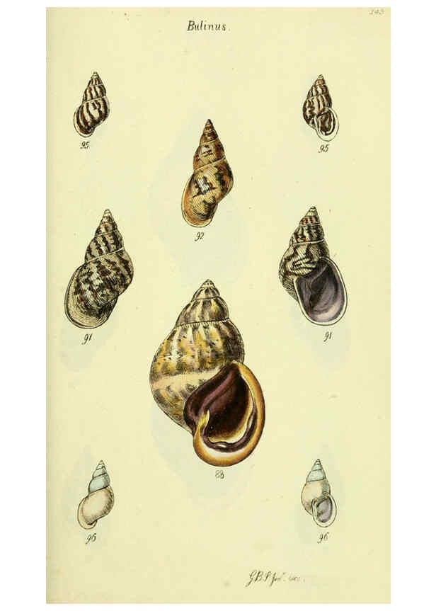 Reproducción/Reproduction 5977937189: The conchological illustrations or, Coloured figures of all the hitherto unfigured recent shells London :[s.n.] ;1832