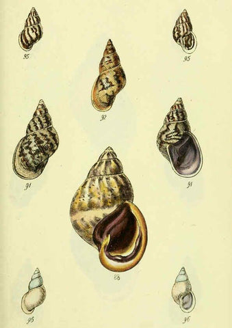 Reproducción/Reproduction 5977937189: The conchological illustrations or, Coloured figures of all the hitherto unfigured recent shells London :[s.n.] ;1832