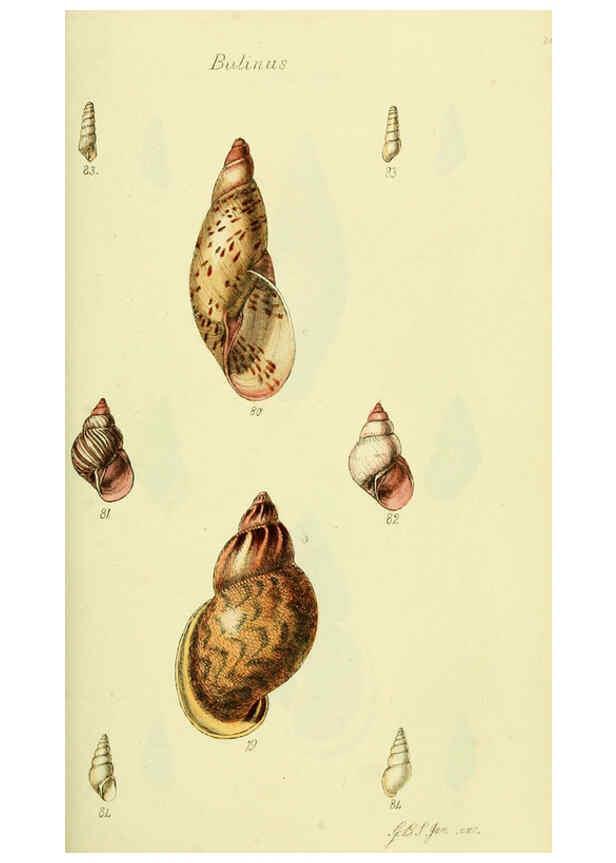 Reproducción/Reproduction 5977936603: The conchological illustrations or, Coloured figures of all the hitherto unfigured recent shells London :[s.n.] ;1832