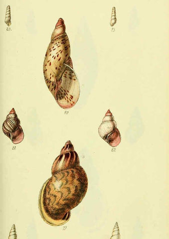 Reproducción/Reproduction 5977936603: The conchological illustrations or, Coloured figures of all the hitherto unfigured recent shells London :[s.n.] ;1832