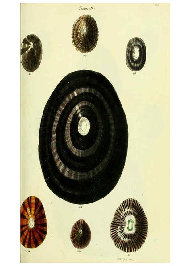 Reproducción/Reproduction 5977927965: The conchological illustrations or, Coloured figures of all the hitherto unfigured recent shells London :[s.n.] ;1832