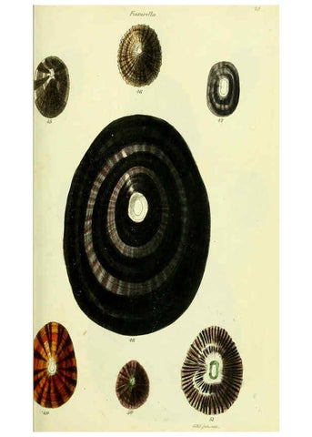 Reproducción/Reproduction 5977927965: The conchological illustrations or, Coloured figures of all the hitherto unfigured recent shells London :[s.n.] ;1832