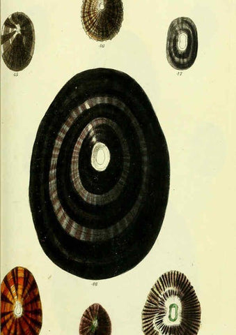 Reproducción/Reproduction 5977927965: The conchological illustrations or, Coloured figures of all the hitherto unfigured recent shells London :[s.n.] ;1832