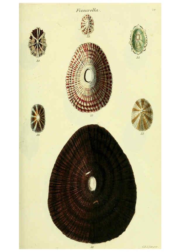 Reproducción/Reproduction 5977928321: The conchological illustrations or, Coloured figures of all the hitherto unfigured recent shells London :[s.n.] ;1832