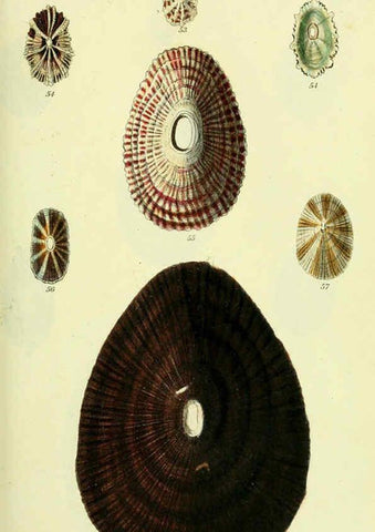 Reproducción/Reproduction 5977928321: The conchological illustrations or, Coloured figures of all the hitherto unfigured recent shells London :[s.n.] ;1832