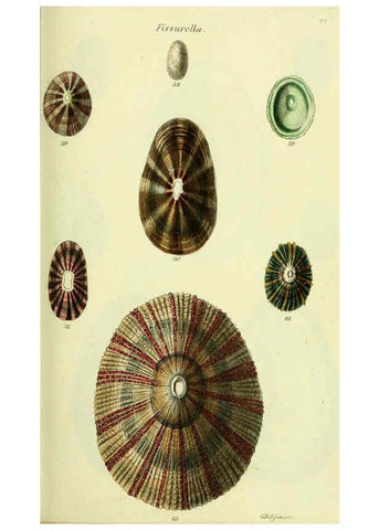 Reproducción/Reproduction 5977928819: The conchological illustrations or, Coloured figures of all the hitherto unfigured recent shells London :[s.n.] ;1832