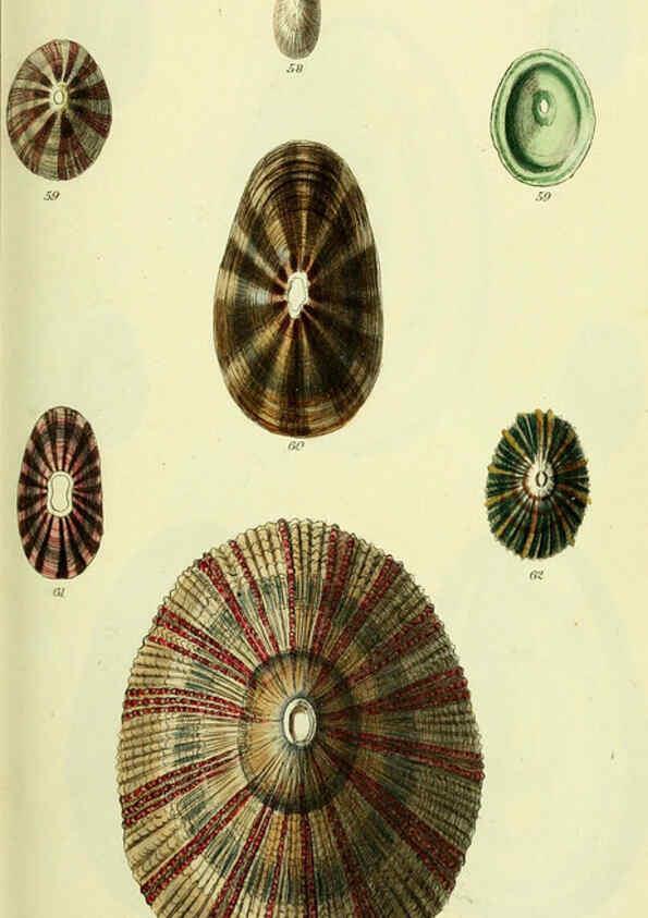 Reproducción/Reproduction 5977928819: The conchological illustrations or, Coloured figures of all the hitherto unfigured recent shells London :[s.n.] ;1832