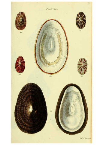 Reproducción/Reproduction 5977929057: The conchological illustrations or, Coloured figures of all the hitherto unfigured recent shells London :[s.n.] ;1832