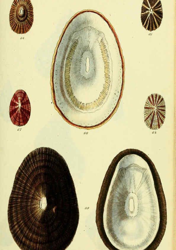 Reproducción/Reproduction 5977929057: The conchological illustrations or, Coloured figures of all the hitherto unfigured recent shells London :[s.n.] ;1832