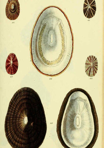 Reproducción/Reproduction 5977929057: The conchological illustrations or, Coloured figures of all the hitherto unfigured recent shells London :[s.n.] ;1832