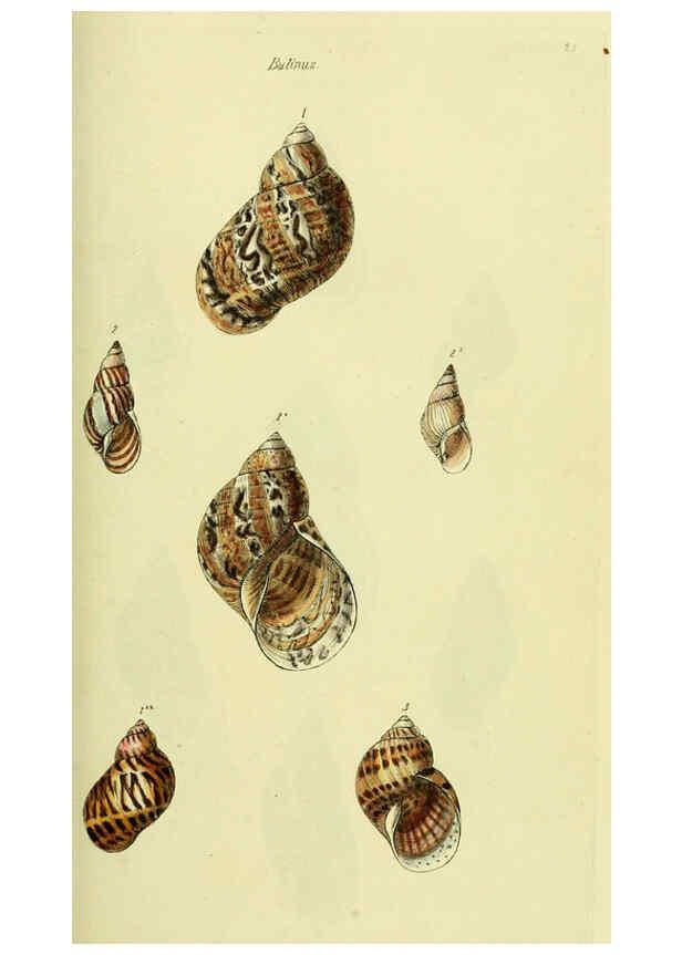 Reproducción/Reproduction 5977929401: The conchological illustrations or, Coloured figures of all the hitherto unfigured recent shells London :[s.n.] ;1832