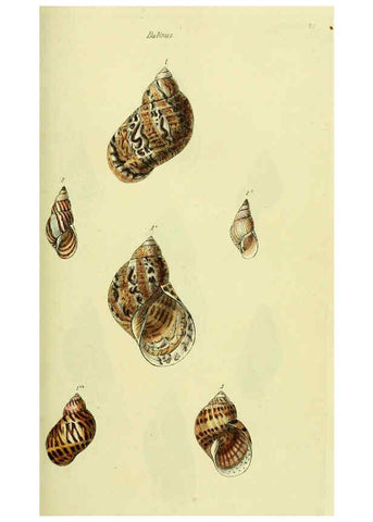 Reproducción/Reproduction 5977929401: The conchological illustrations or, Coloured figures of all the hitherto unfigured recent shells London :[s.n.] ;1832