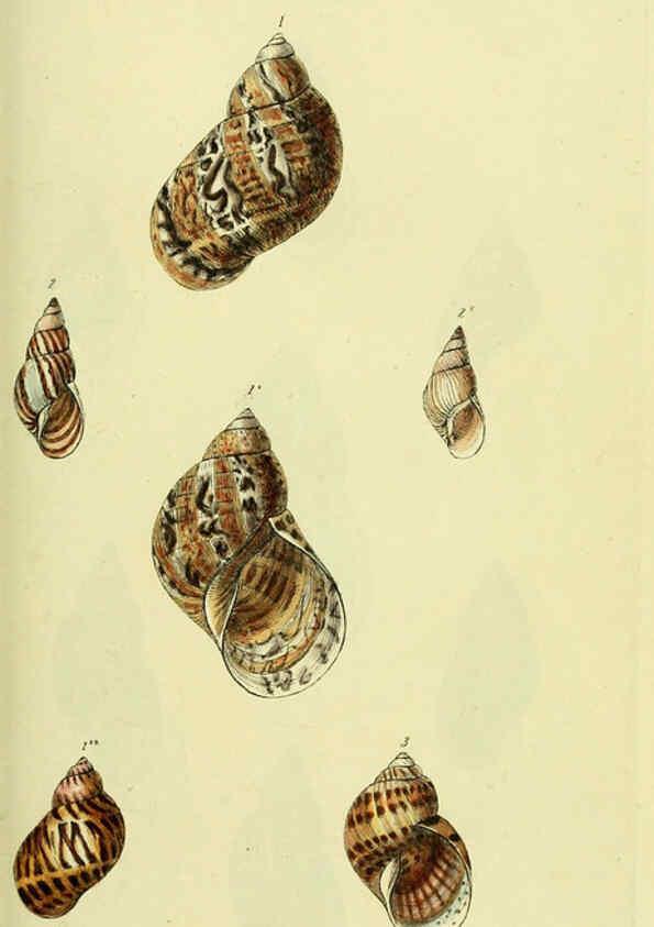 Reproducción/Reproduction 5977929401: The conchological illustrations or, Coloured figures of all the hitherto unfigured recent shells London :[s.n.] ;1832