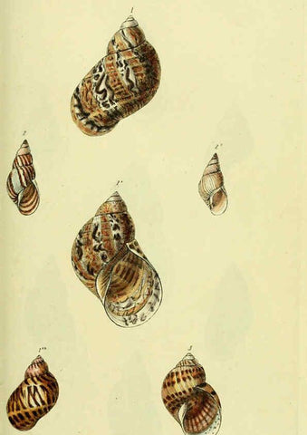 Reproducción/Reproduction 5977929401: The conchological illustrations or, Coloured figures of all the hitherto unfigured recent shells London :[s.n.] ;1832