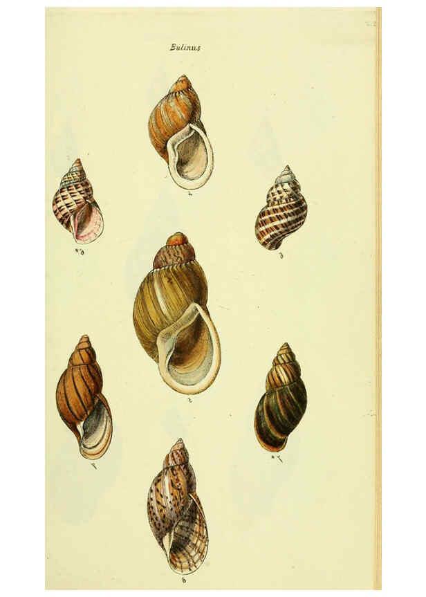Reproducción/Reproduction 5978488152: The conchological illustrations or, Coloured figures of all the hitherto unfigured recent shells London :[s.n.] ;1832