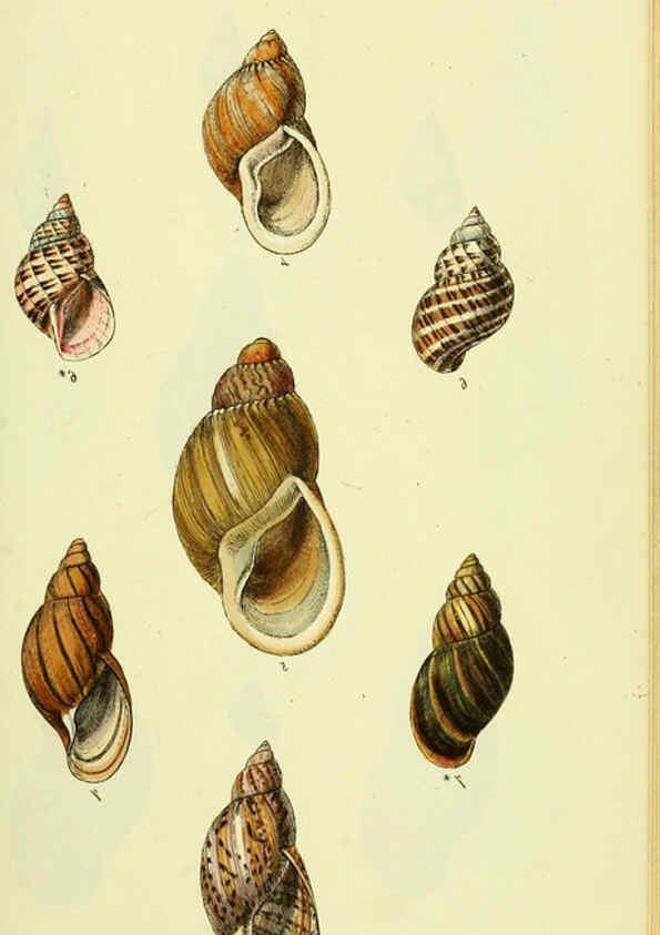 Reproducción/Reproduction 5978488152: The conchological illustrations or, Coloured figures of all the hitherto unfigured recent shells London :[s.n.] ;1832