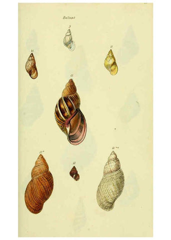 Reproducción/Reproduction 5977930037: The conchological illustrations or, Coloured figures of all the hitherto unfigured recent shells London :[s.n.] ;1832