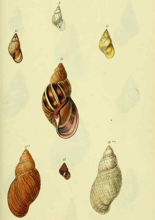 Reproducción/Reproduction 5977930037: The conchological illustrations or, Coloured figures of all the hitherto unfigured recent shells London :[s.n.] ;1832