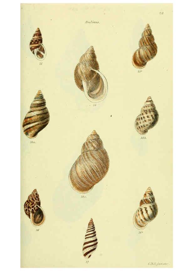 Reproducción/Reproduction 5978488848: The conchological illustrations or, Coloured figures of all the hitherto unfigured recent shells London :[s.n.] ;1832