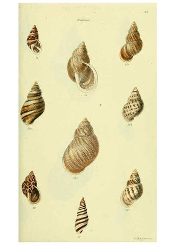 Reproducción/Reproduction 5978488848: The conchological illustrations or, Coloured figures of all the hitherto unfigured recent shells London :[s.n.] ;1832