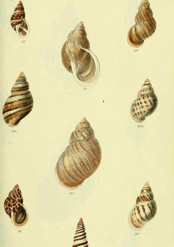 Reproducción/Reproduction 5978488848: The conchological illustrations or, Coloured figures of all the hitherto unfigured recent shells London :[s.n.] ;1832