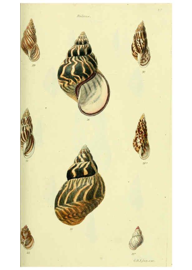 Reproducción/Reproduction 5977930731: The conchological illustrations or, Coloured figures of all the hitherto unfigured recent shells London :[s.n.] ;1832