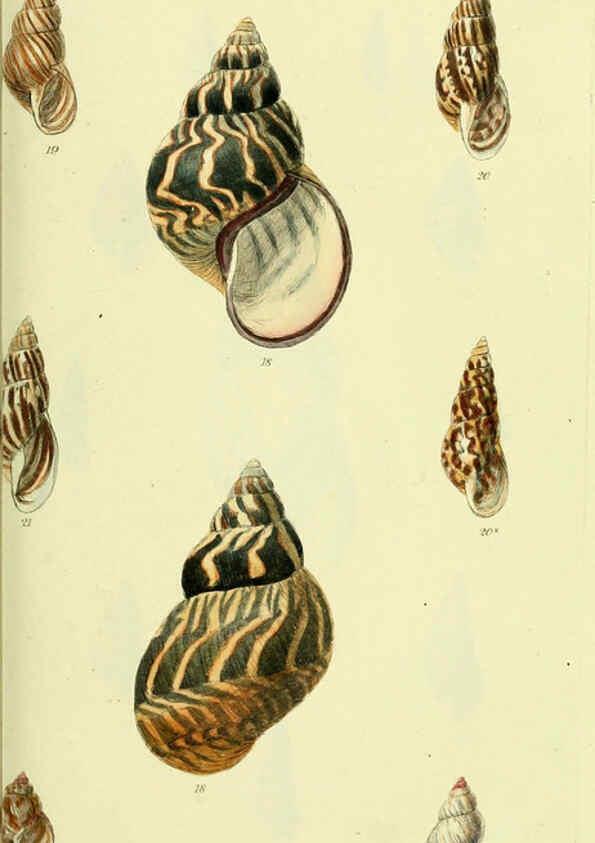 Reproducción/Reproduction 5977930731: The conchological illustrations or, Coloured figures of all the hitherto unfigured recent shells London :[s.n.] ;1832