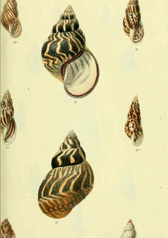 Reproducción/Reproduction 5977930731: The conchological illustrations or, Coloured figures of all the hitherto unfigured recent shells London :[s.n.] ;1832